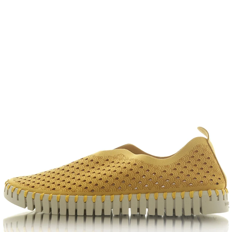 Flats Tulip golden rod dunkel